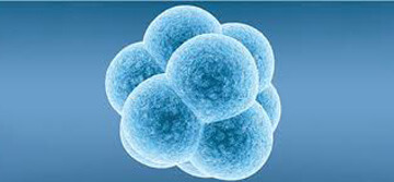 pro-tüp-bebek-embriyo-yapıştırma-2