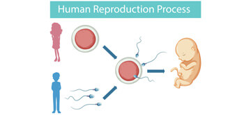 pro-tüp-bebek-intrasitoplazmik-sperm-enjeksiyonu-ICSI-2